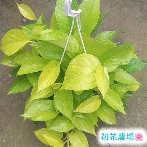 陽光黃金葛風水|打造完美風水的法寶：黃金葛風水陽台 – 植物盆栽綠寶典